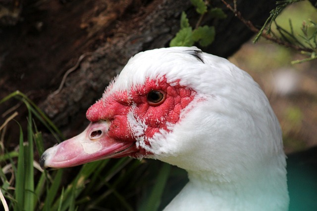 他对比赛的 他对比赛的